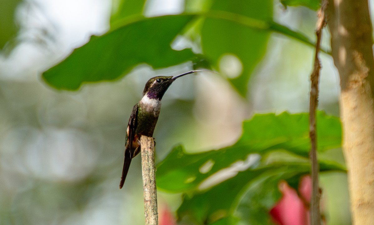 Colibrí de Mitchell - ML623451060