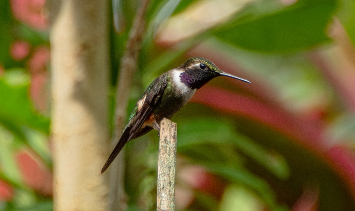 Colibrí de Mitchell - ML623451063