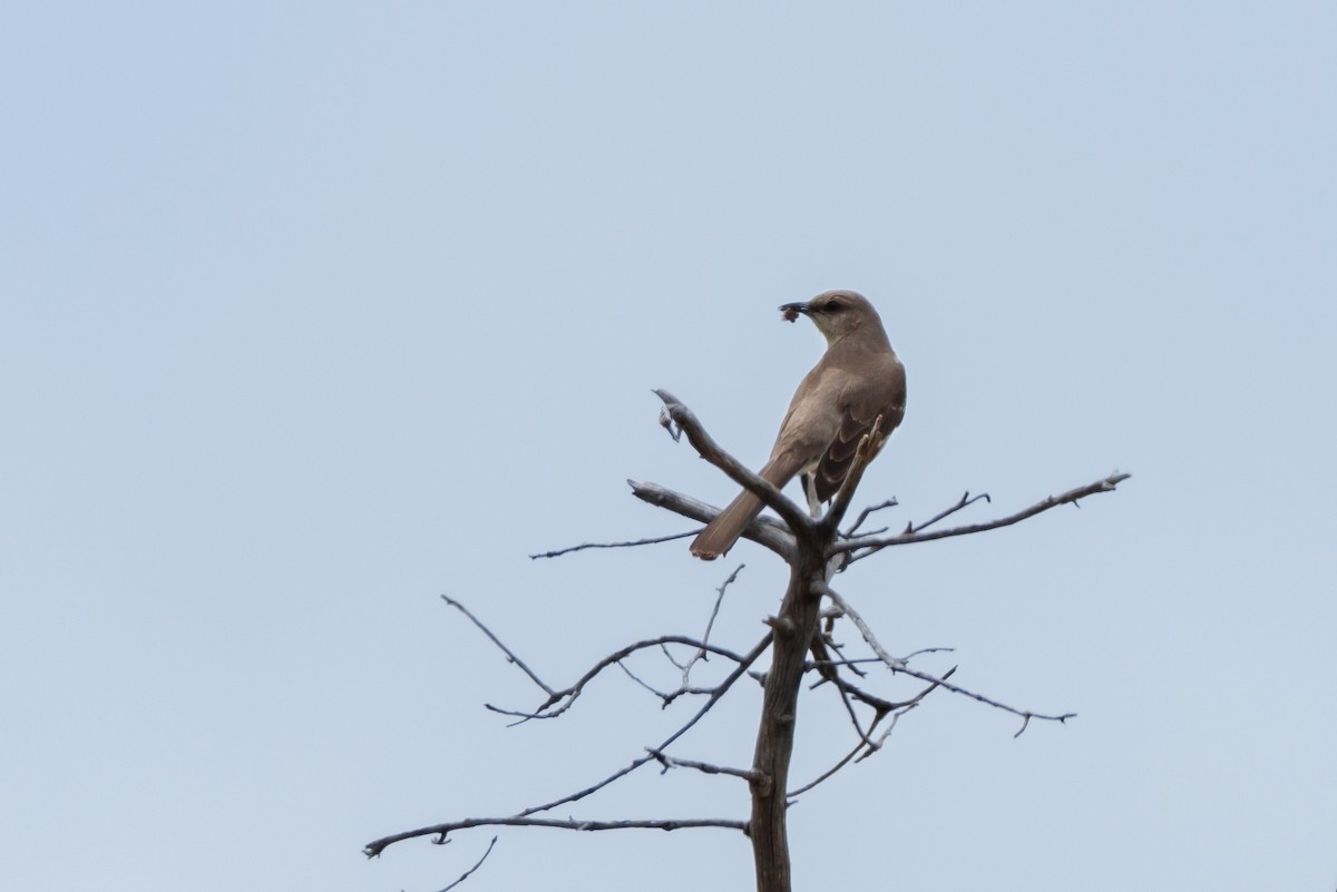 Northern Mockingbird - ML623451066