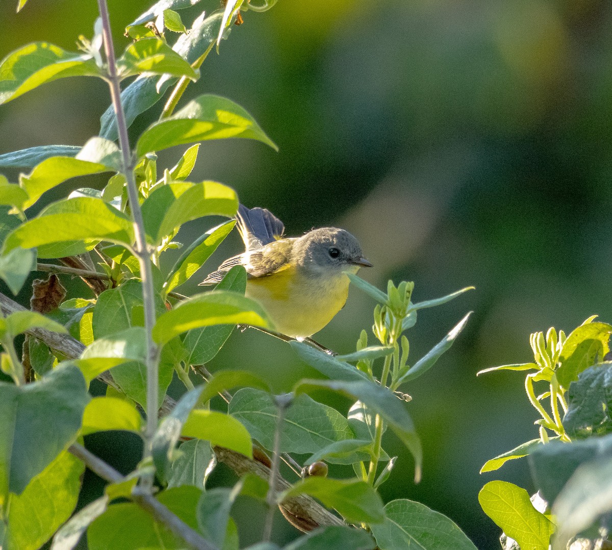 American Redstart - ML623451069