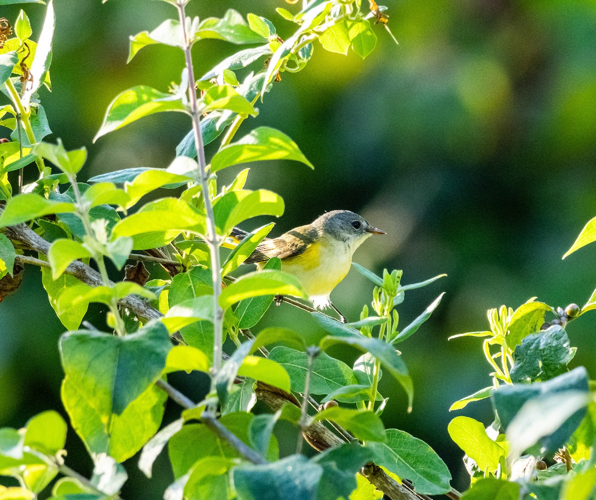 American Redstart - ML623451070