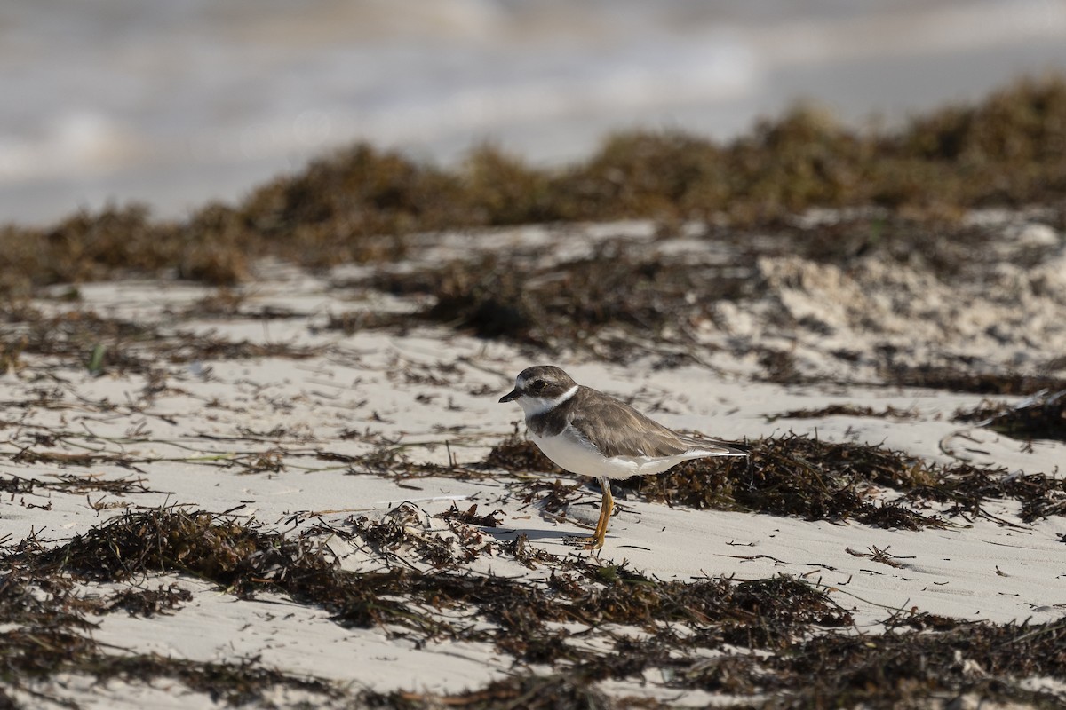 Semipalmated Plover - ML623451098