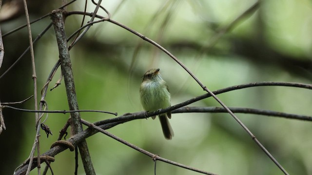 Helmeted Pygmy-Tyrant - ML623451109