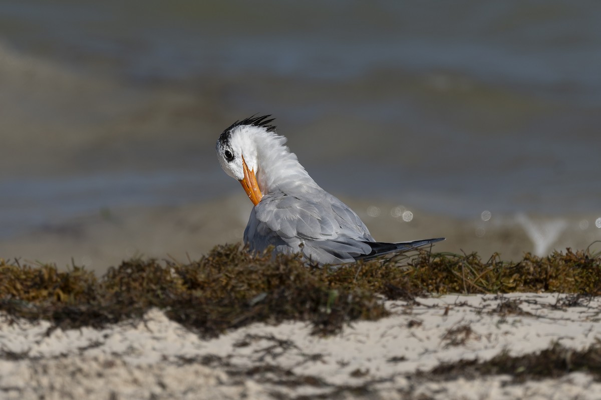 Royal Tern - ML623451114