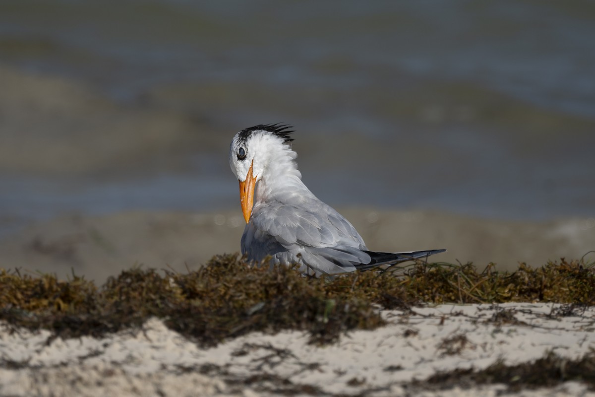 Royal Tern - ML623451115