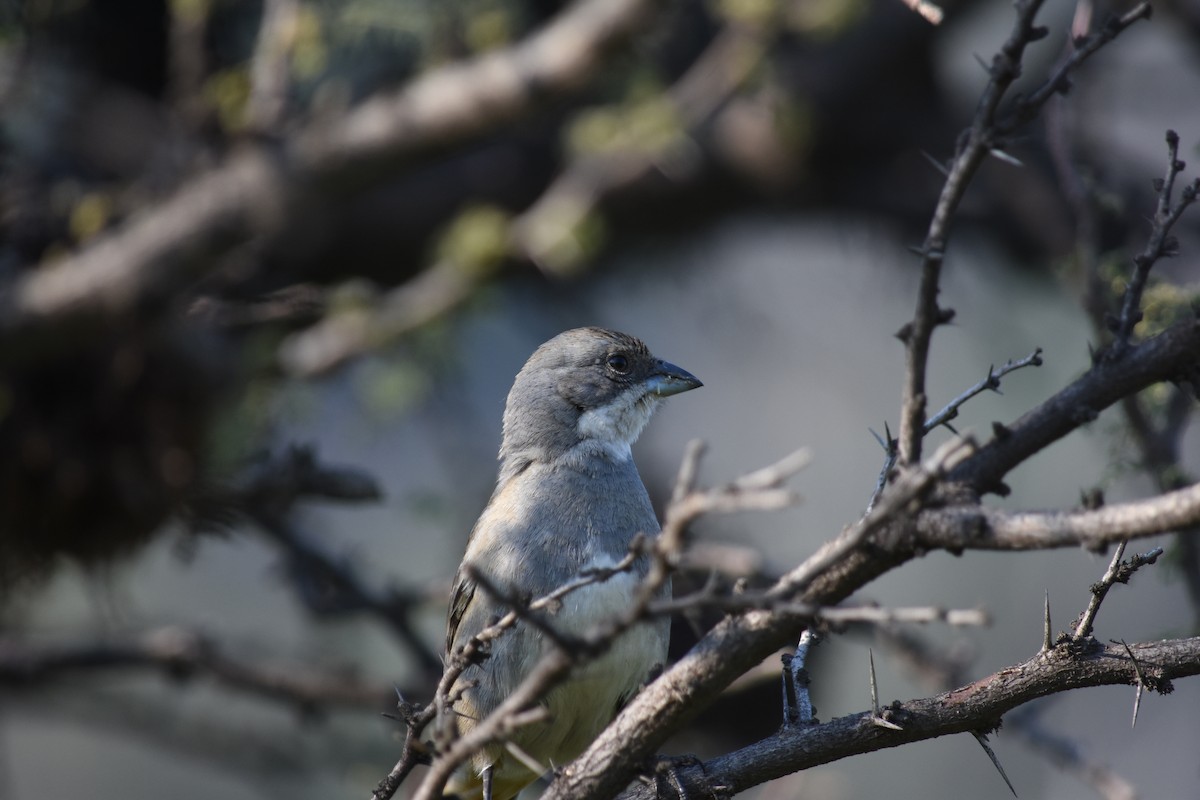 Diuca Finch - ML623451116