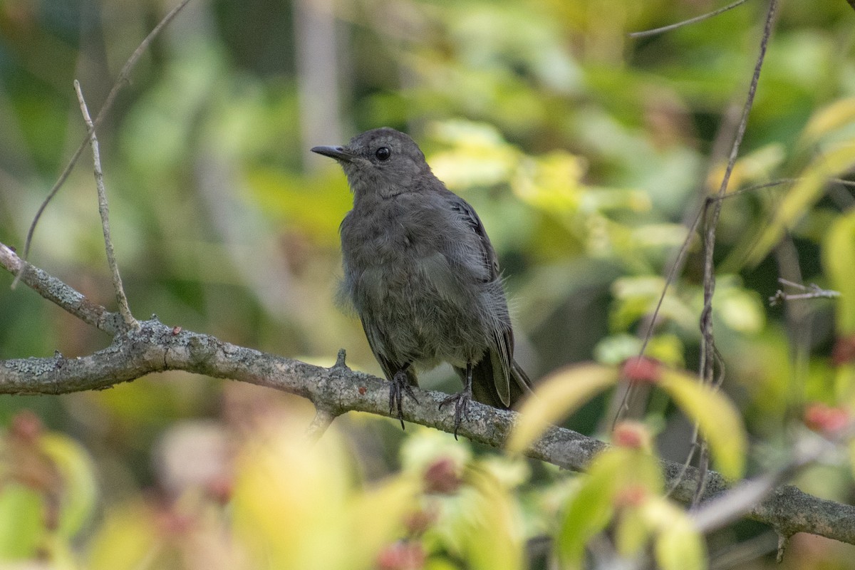 Gray Catbird - ML623451135