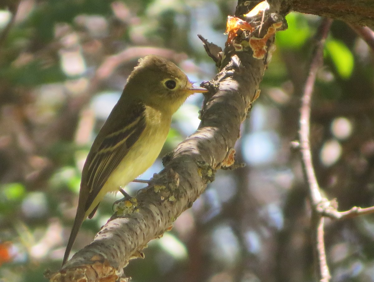 Western Flycatcher - ML623451156