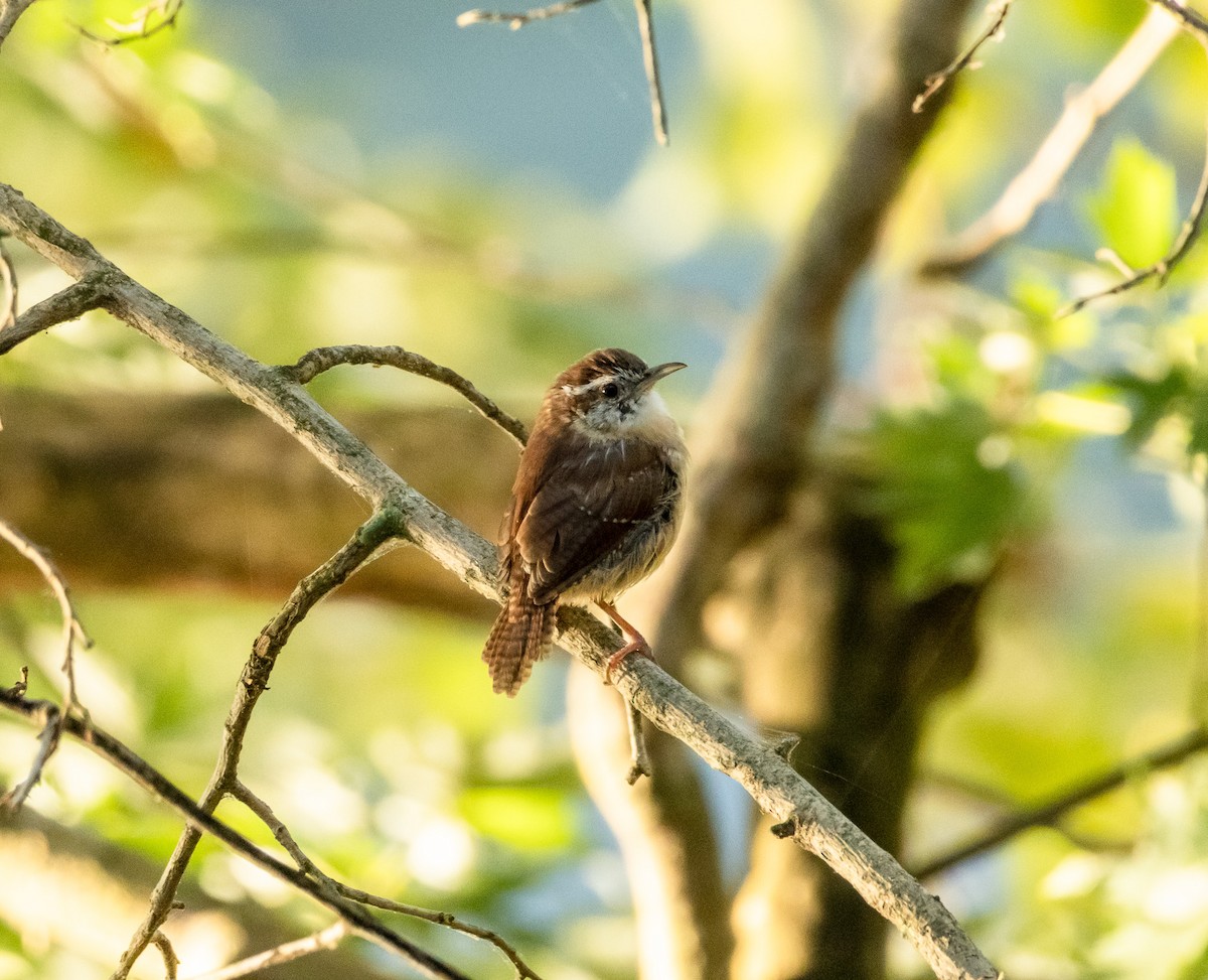 Carolina Wren - ML623451187