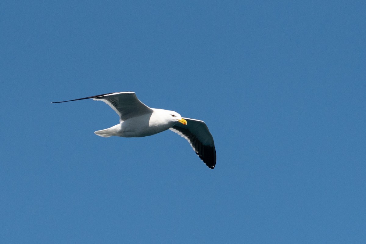 Kelp Gull - ML623451197