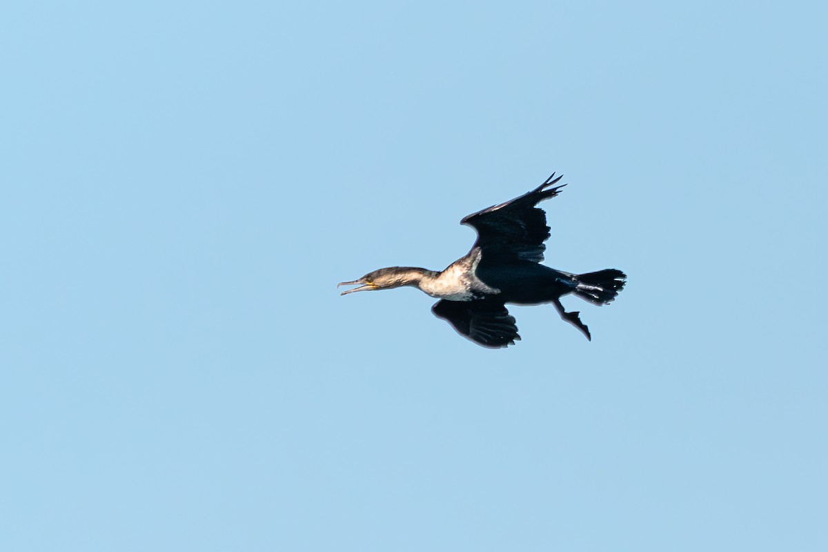 Great Cormorant - ML623451205