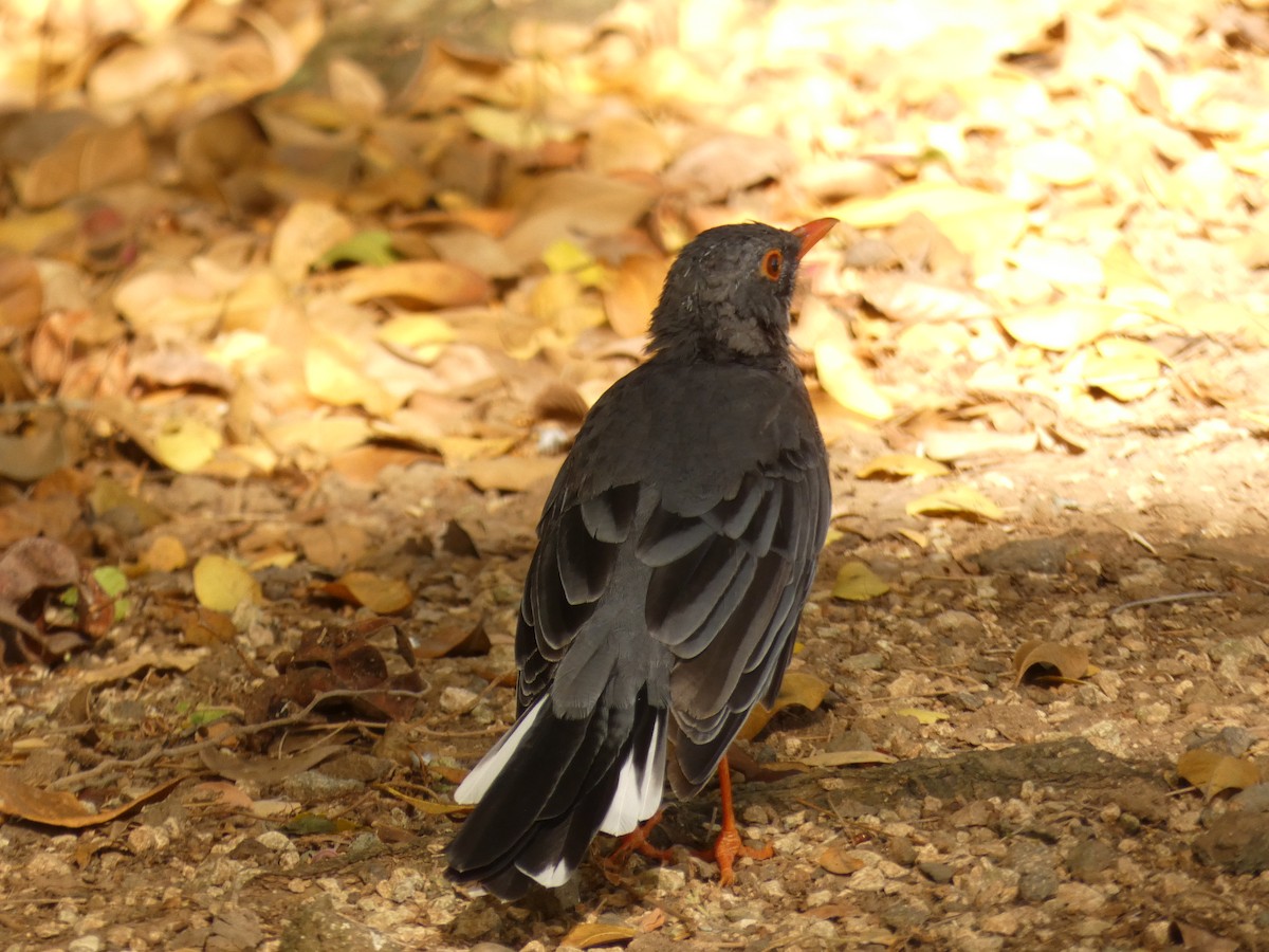 Red-legged Thrush (Antillean) - ML623451206