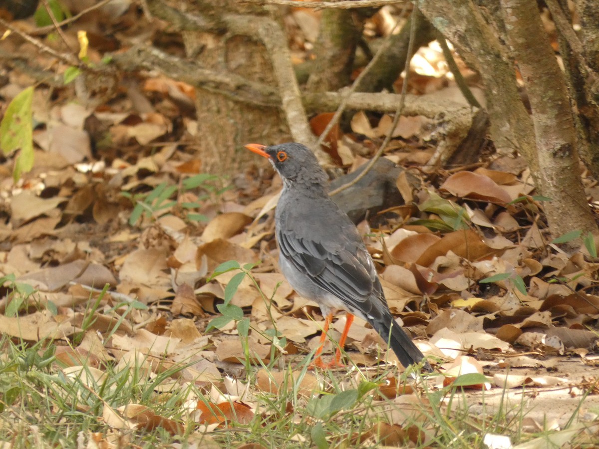 Red-legged Thrush (Antillean) - ML623451207