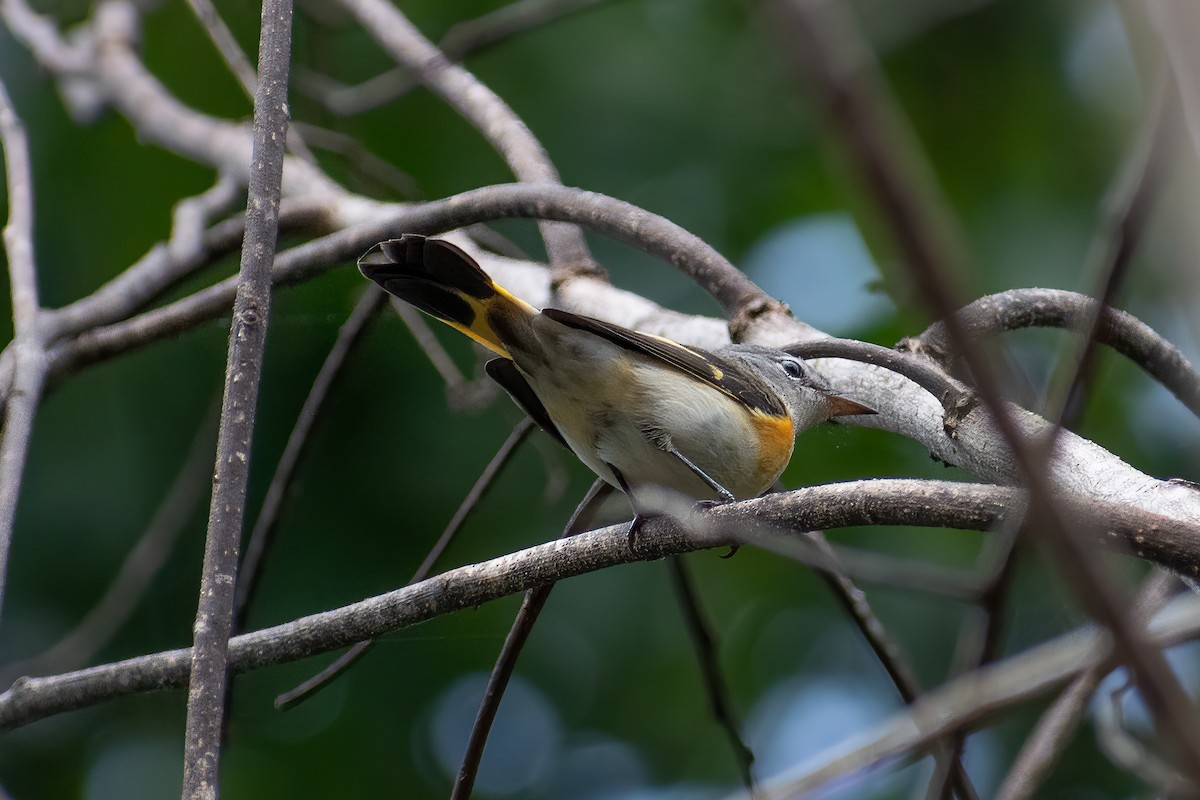 American Redstart - ML623451223