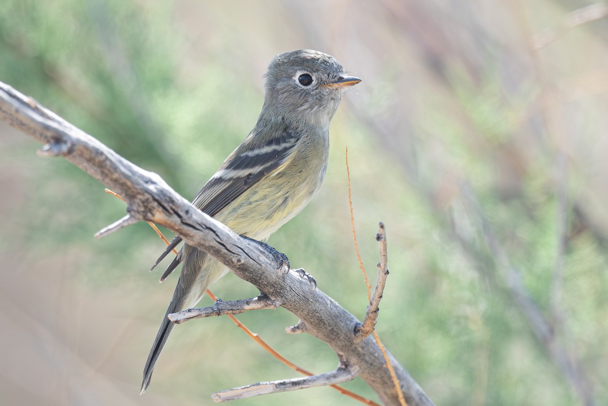 Hammond's/Dusky Flycatcher - ML623451244