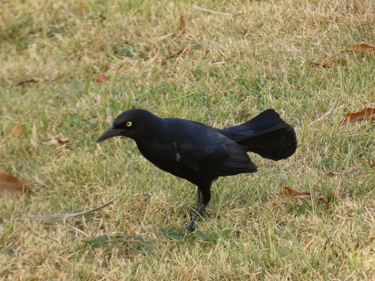 Greater Antillean Grackle - ML623451282