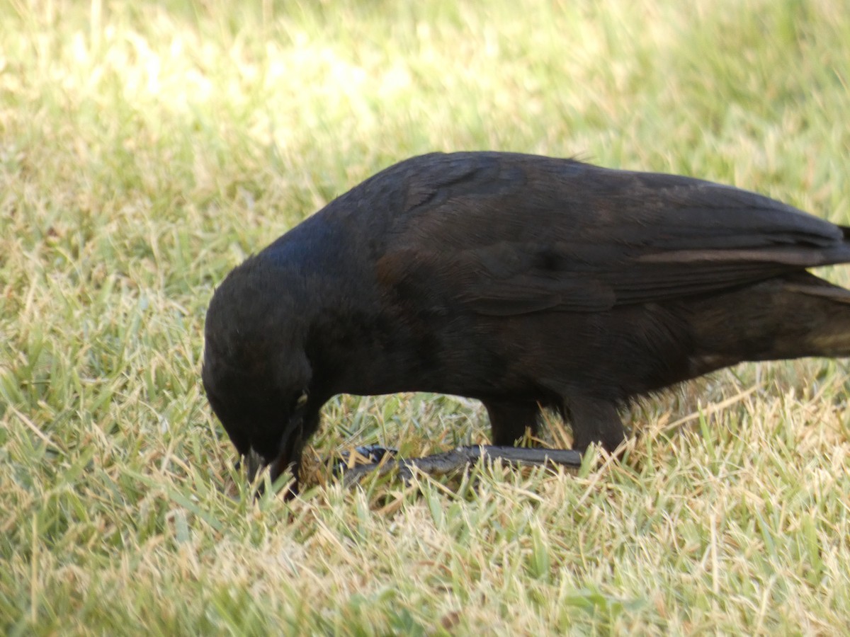 Greater Antillean Grackle - ML623451283