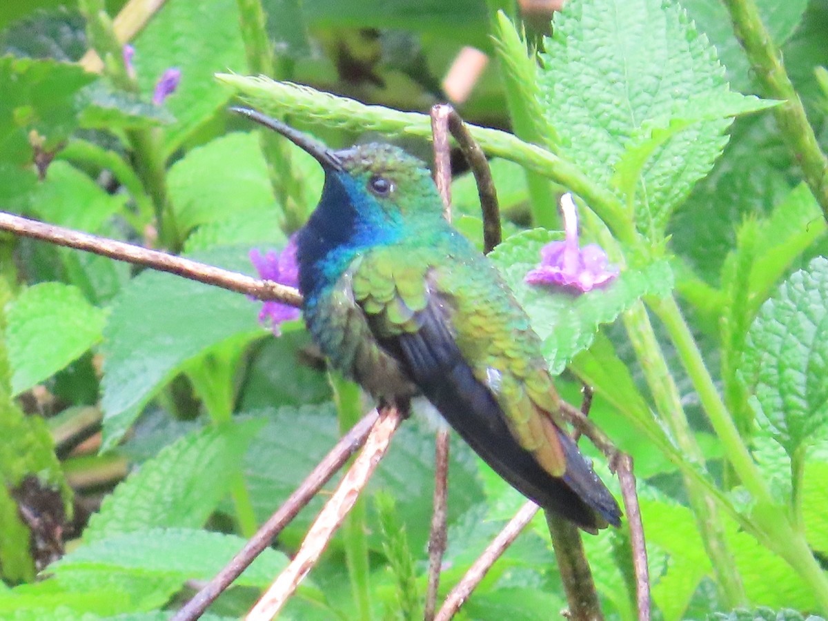 Black-throated Mango (Black-throated) - ML623451291