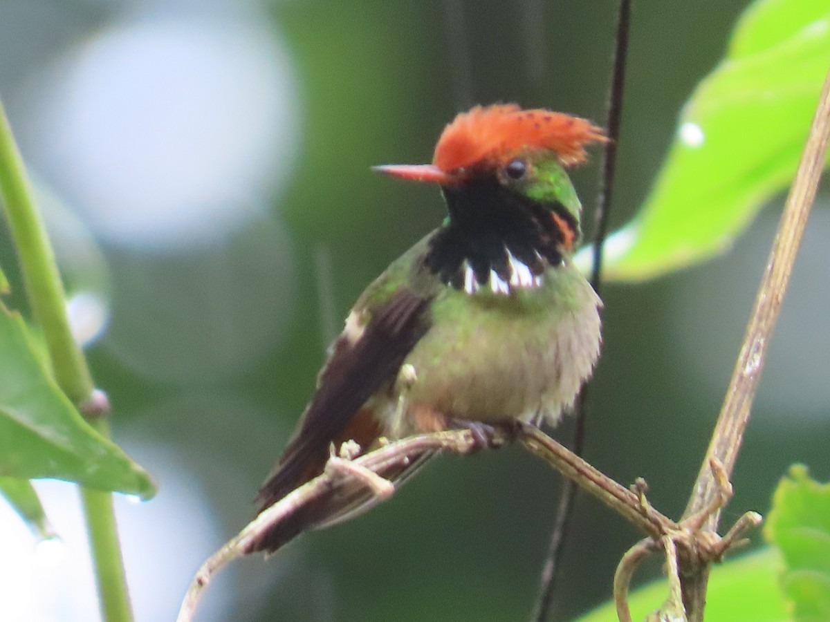 Spangled Coquette - Jonathan Bowser