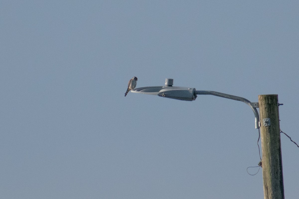 American Kestrel - ML623451315