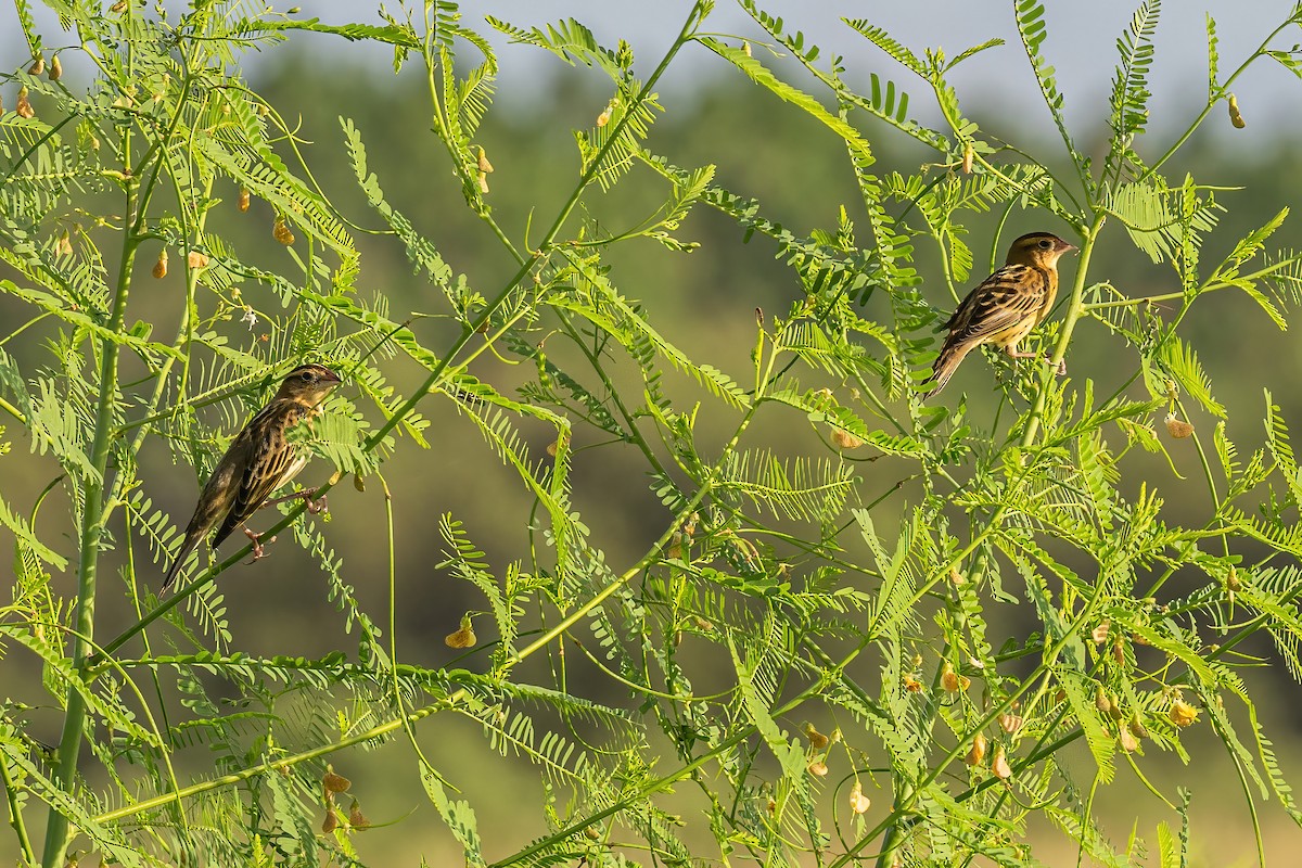 Гоглу - ML623451316