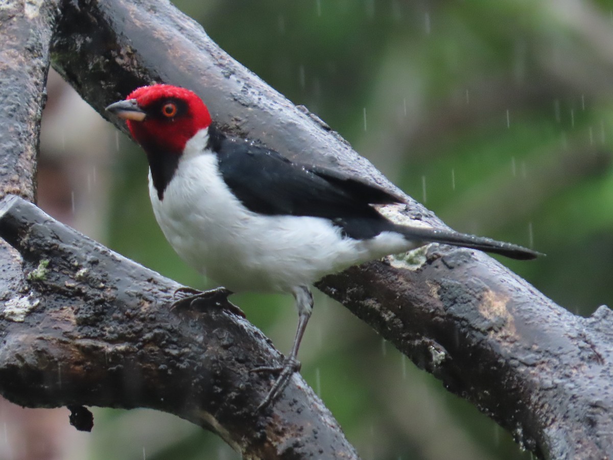 Red-capped Cardinal - ML623451322