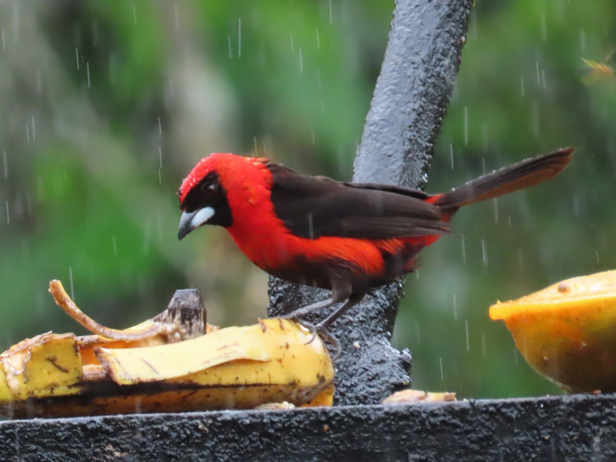 Masked Crimson Tanager - ML623451328