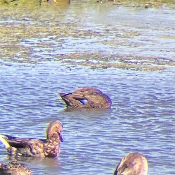 American Black Duck - ML623451338