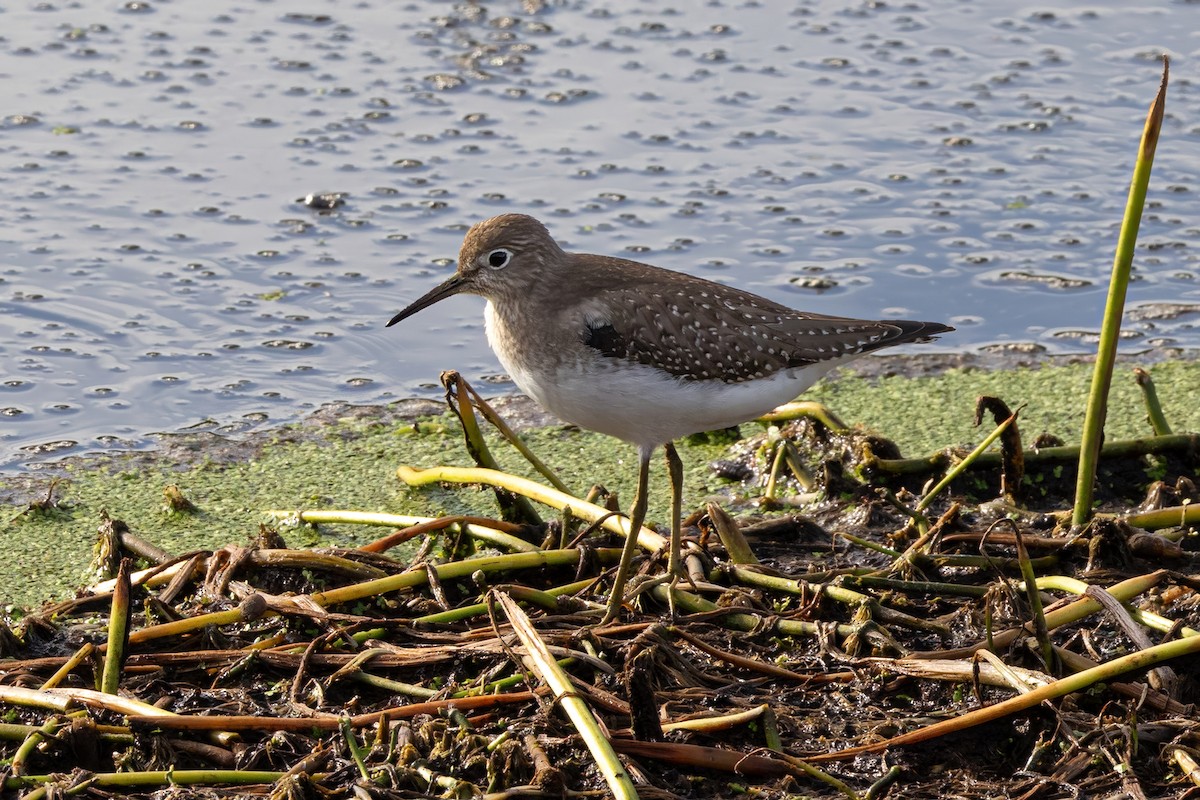 Коловодник малий - ML623451347