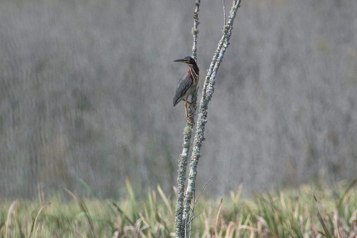 Green Heron - ML623451348