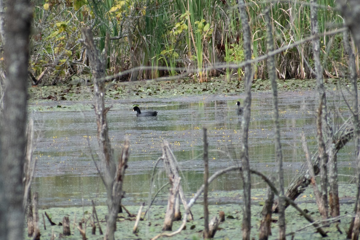 American Coot - ML623451406