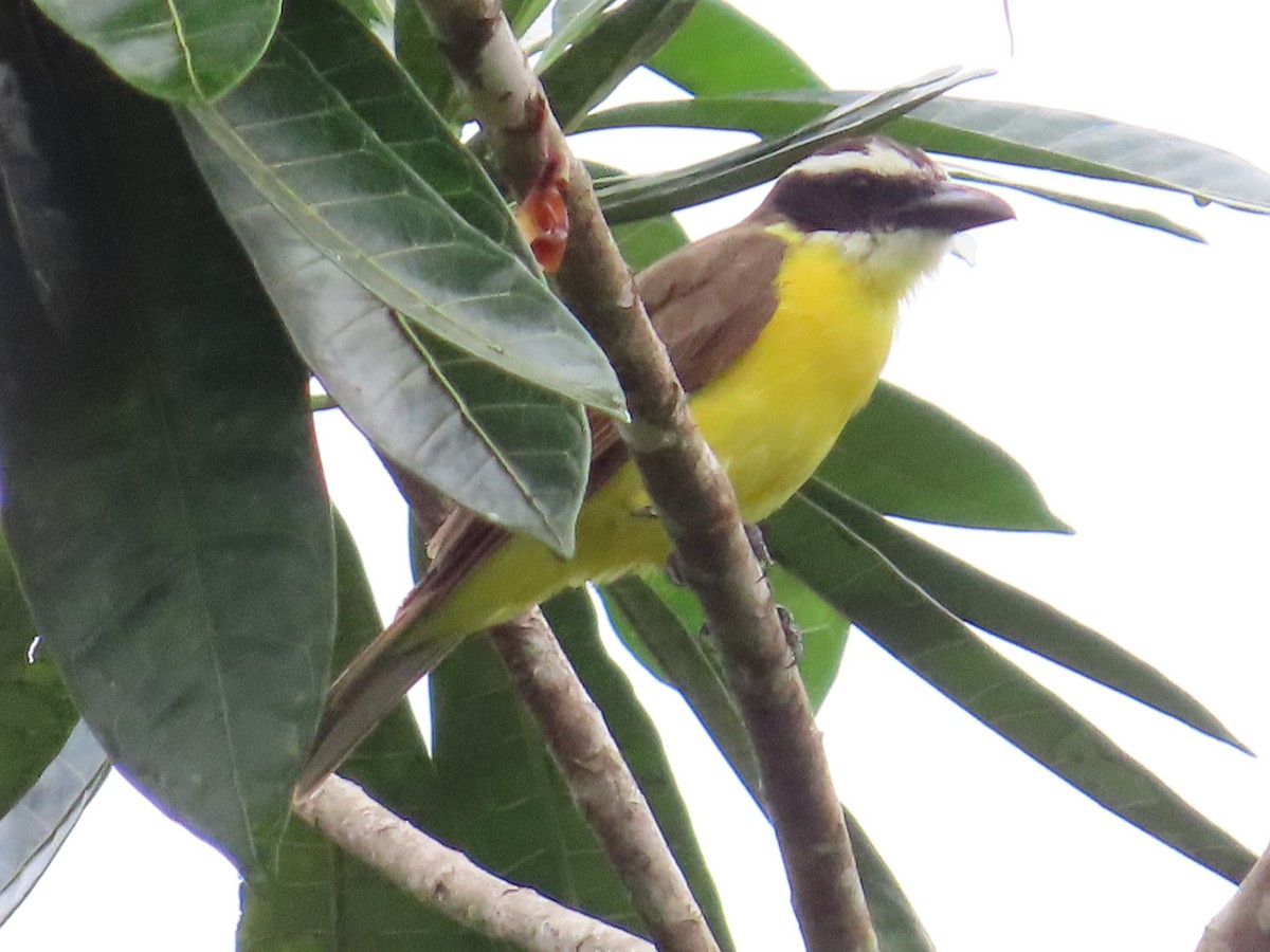 Boat-billed Flycatcher (South American) - ML623451414