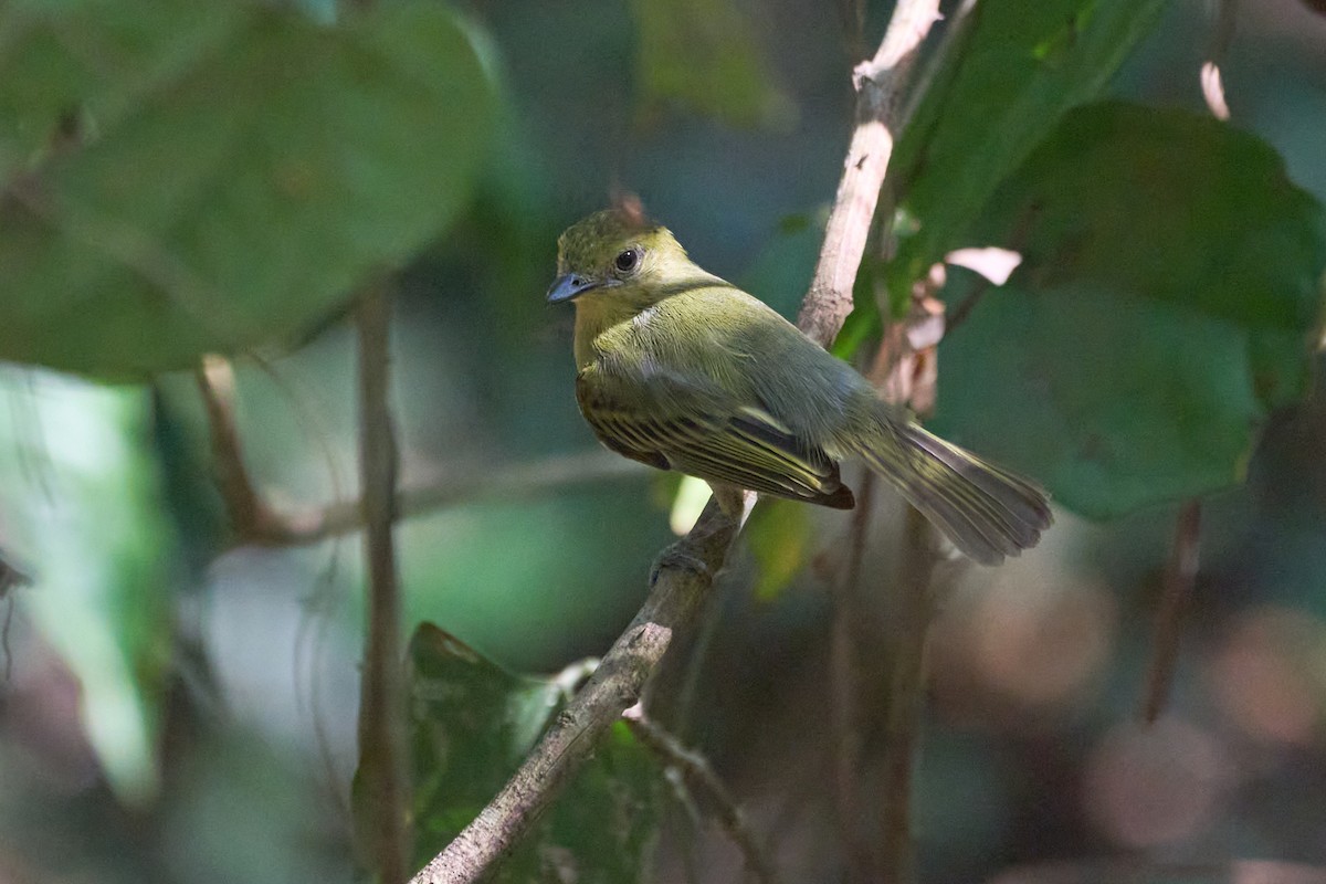 Olive-faced Flatbill - ML623451417