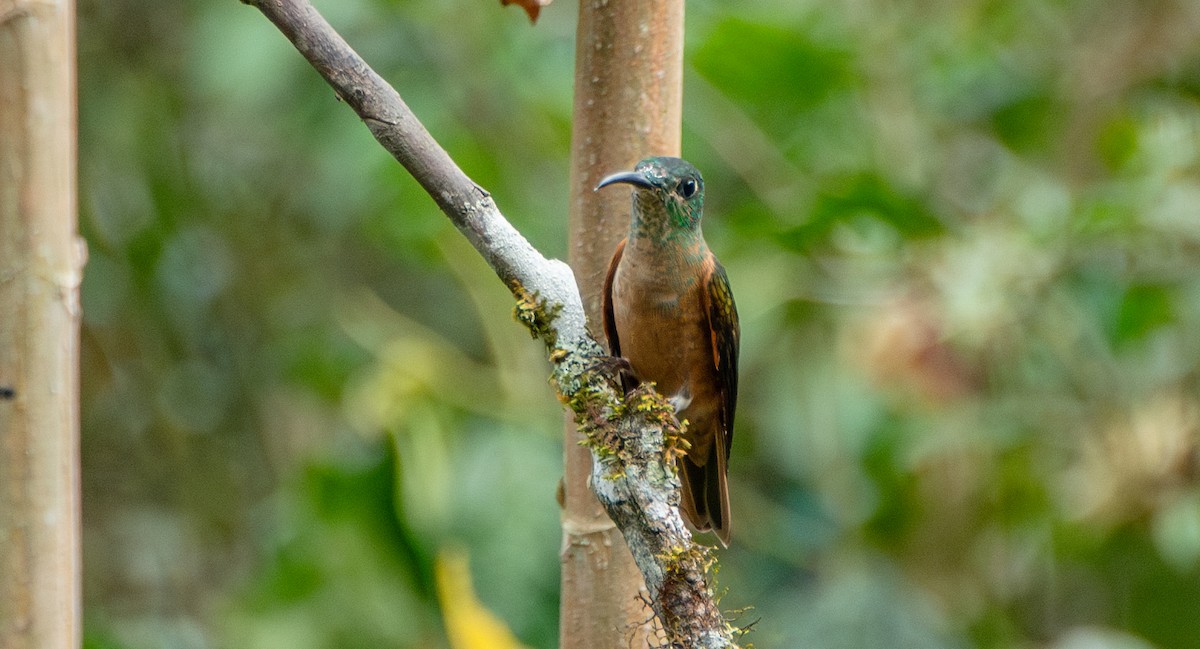 Fawn-breasted Brilliant - ML623451498