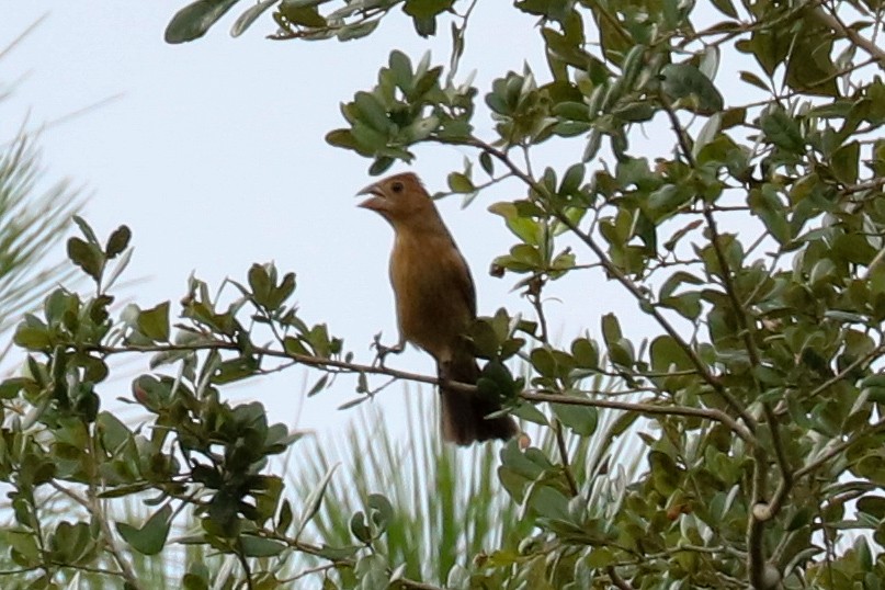 Blue Grosbeak - ML623451513