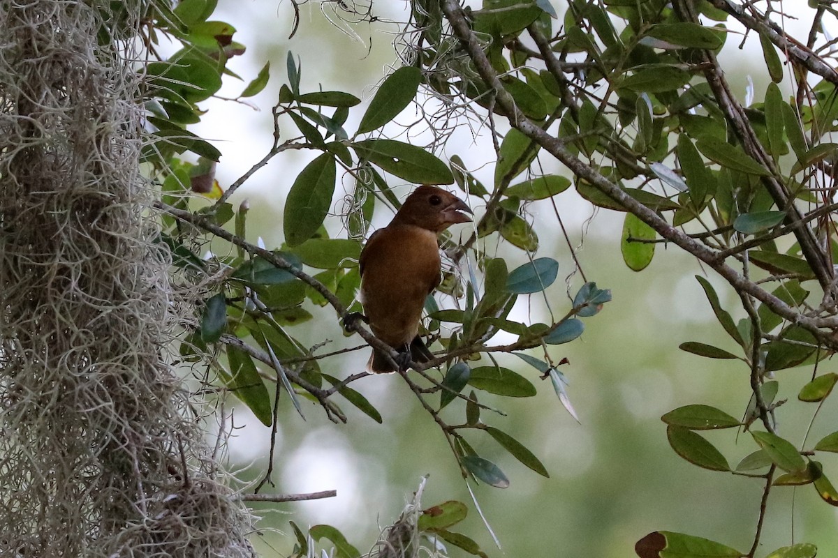 Blue Grosbeak - ML623451514