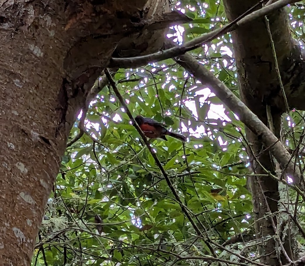 Slate-throated Redstart - ML623451517