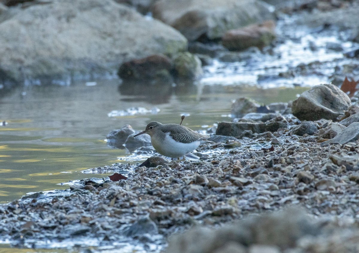 Spotted Sandpiper - ML623451519
