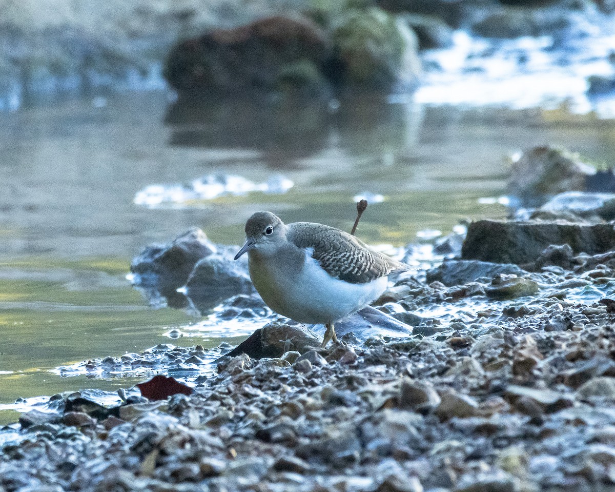 Spotted Sandpiper - ML623451520