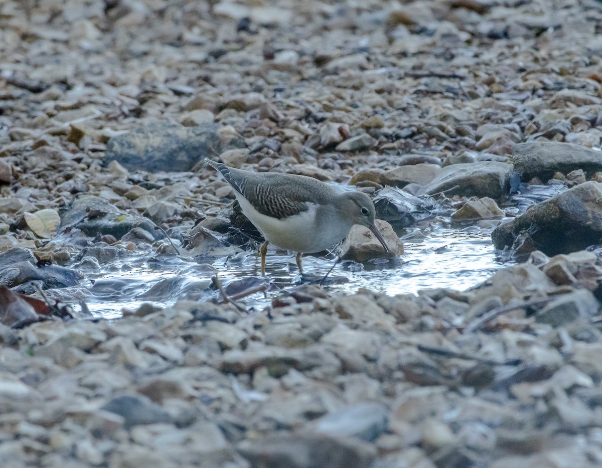 Spotted Sandpiper - ML623451546