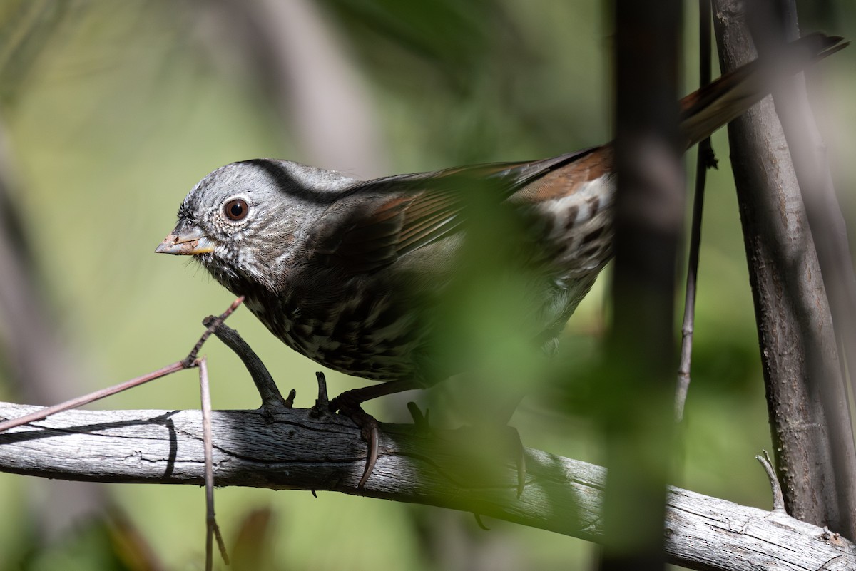 Fox Sparrow (Slate-colored) - ML623451566