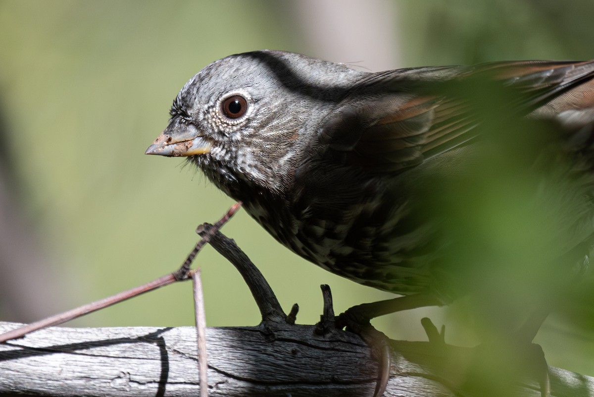 Fox Sparrow (Slate-colored) - ML623451569