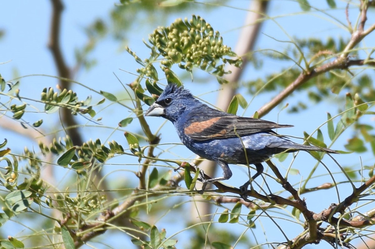 Blue Grosbeak - ML623451592