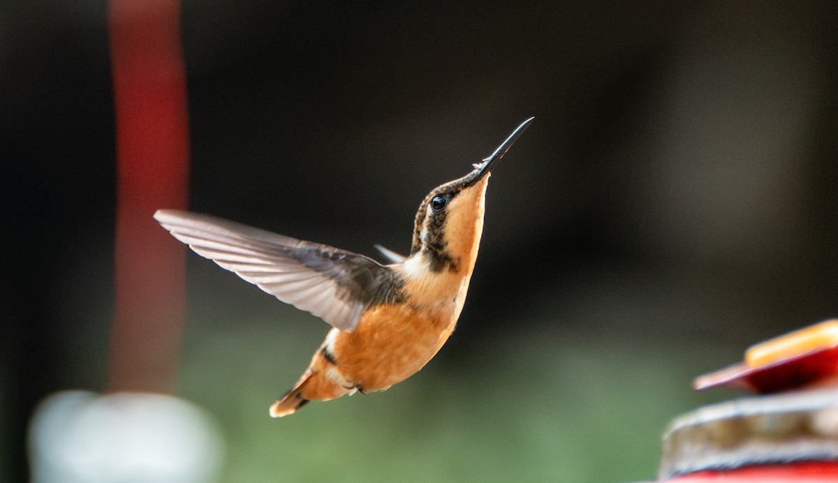 Colibrí de Mitchell - ML623451594