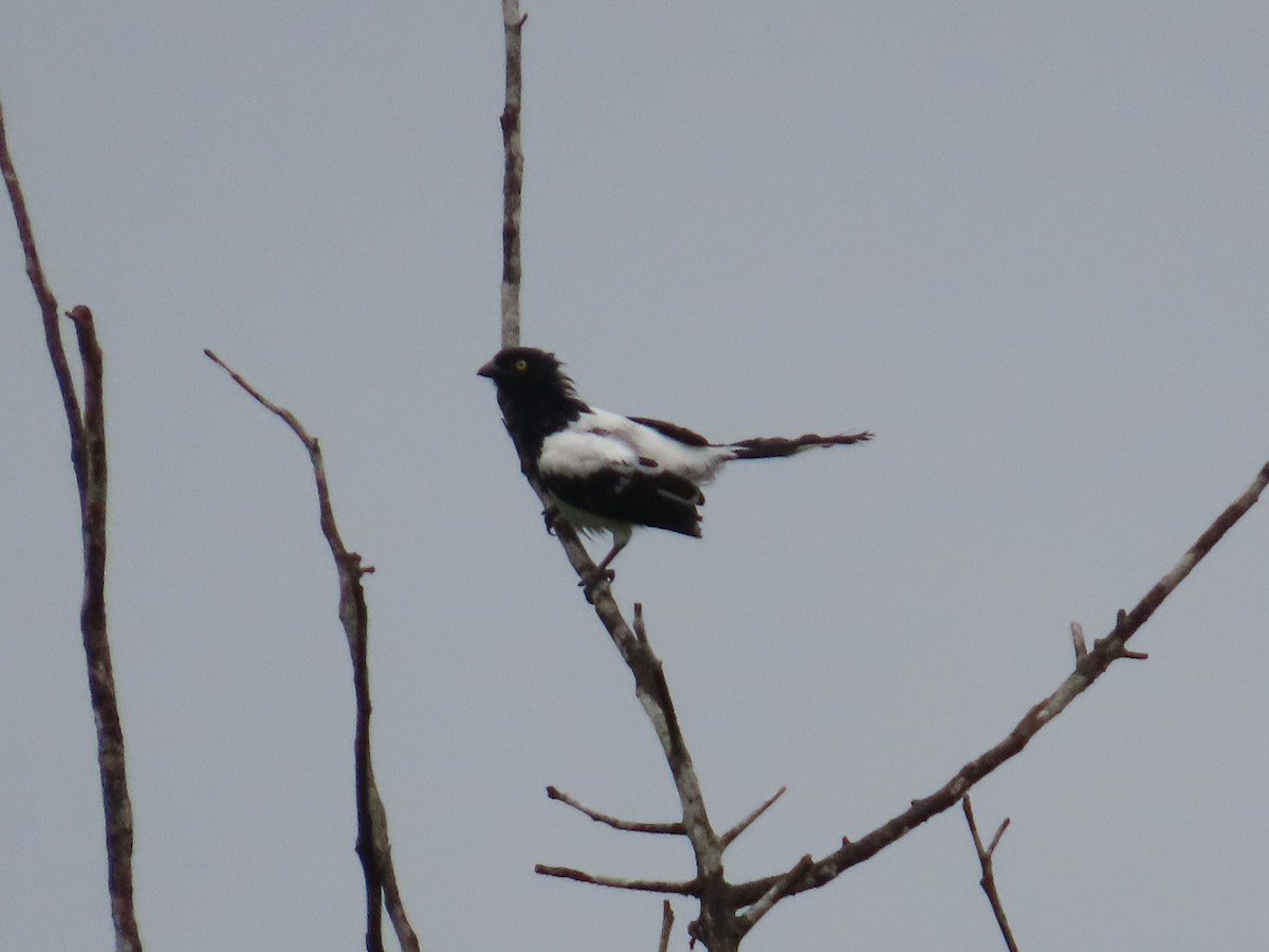 Magpie Tanager - ML623451609