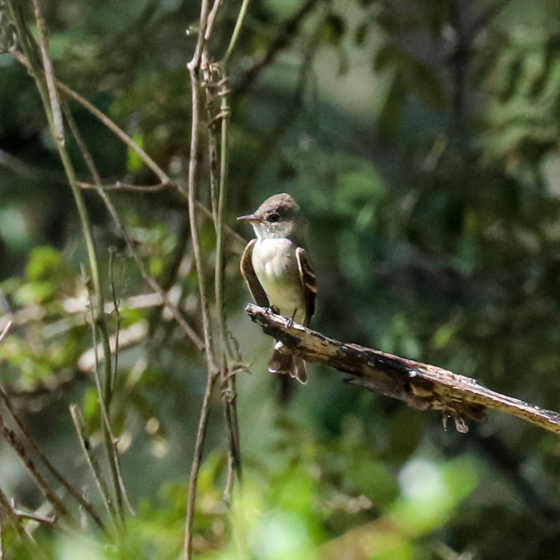 Eastern Wood-Pewee - ML623451617