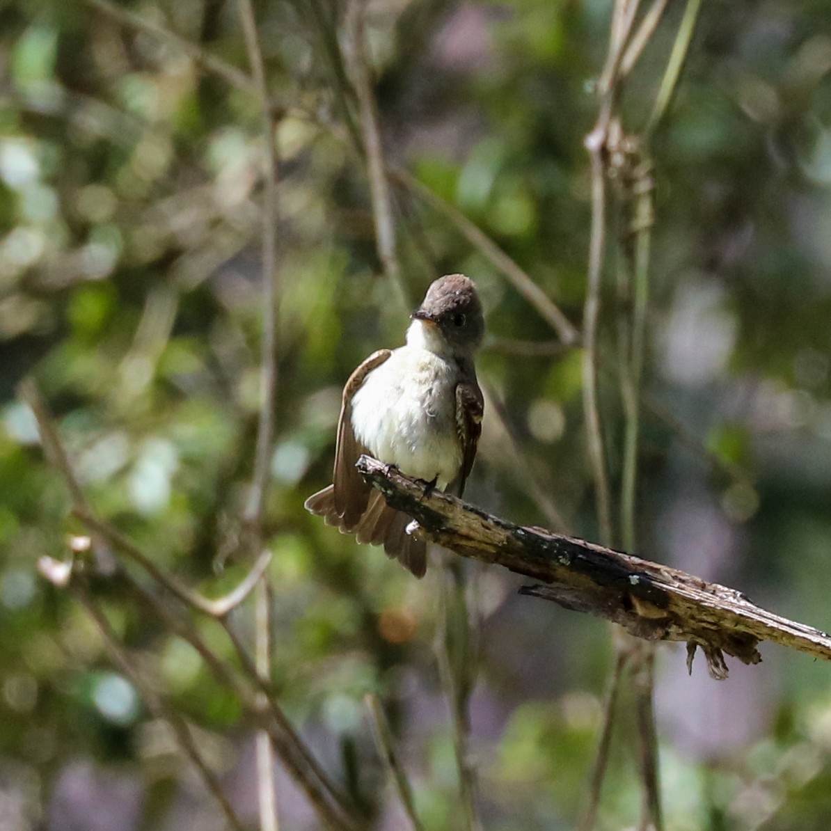 Eastern Wood-Pewee - ML623451618