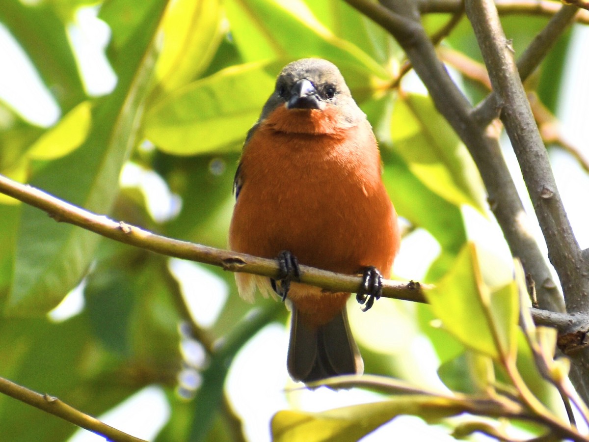 Ruddy-breasted Seedeater - John Martínez D