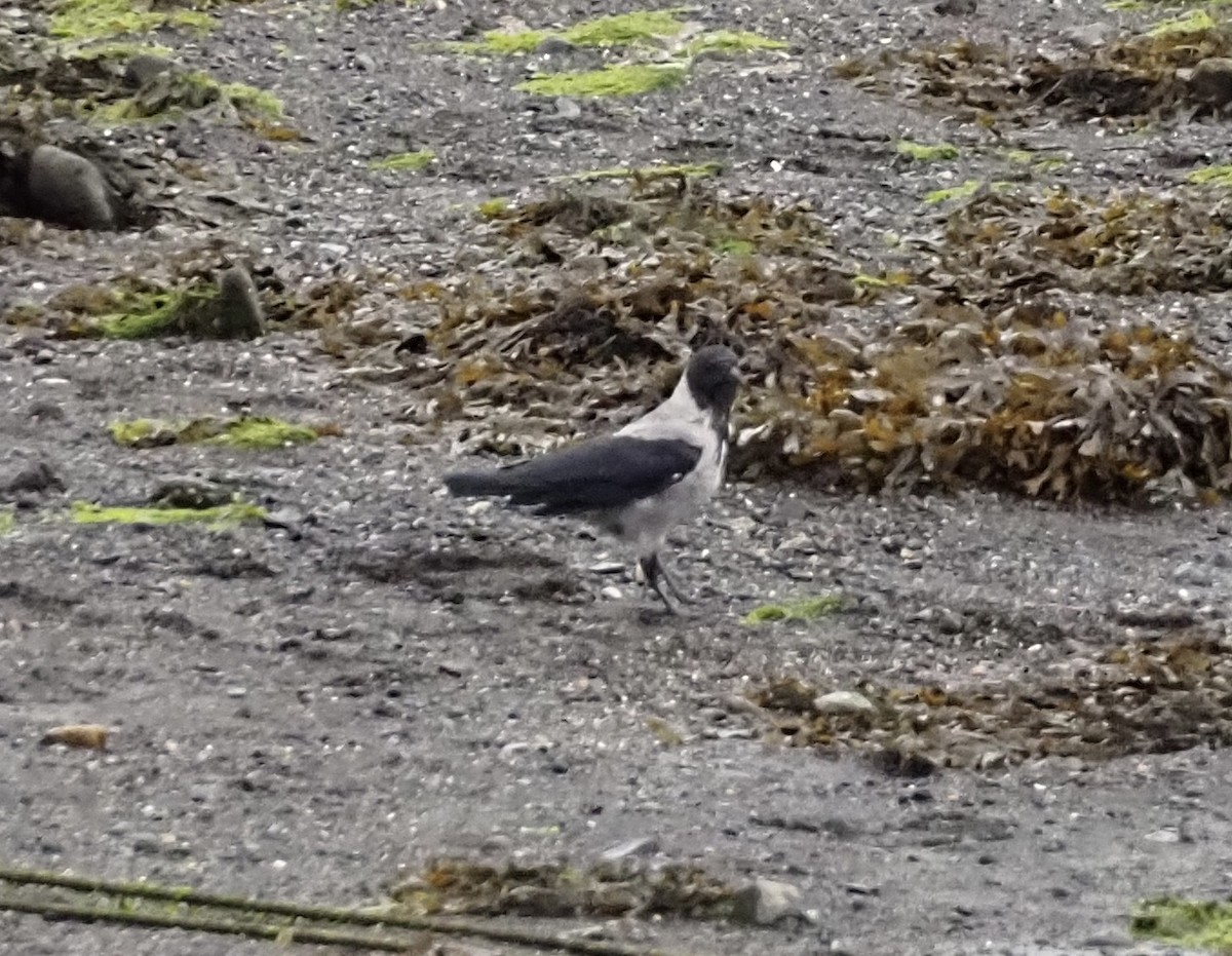 Hooded Crow - ML623451638