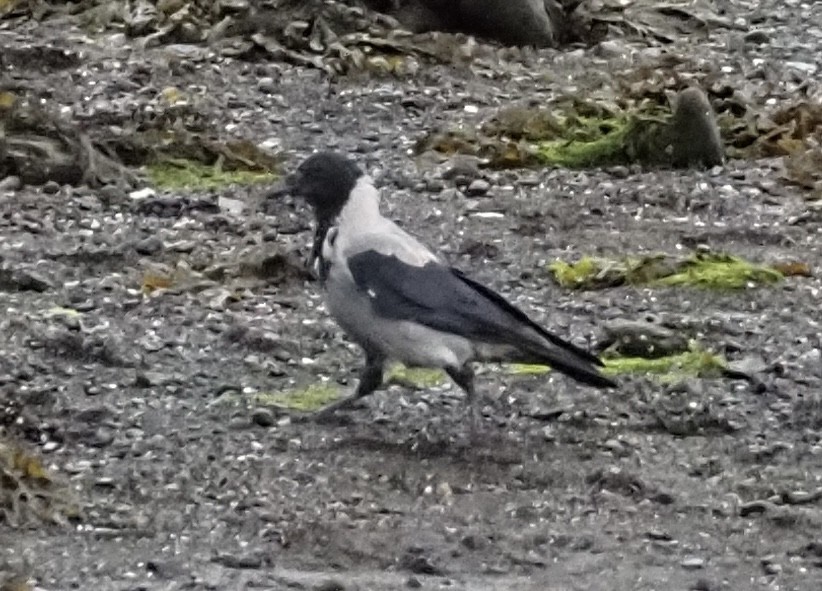 Hooded Crow - ML623451639